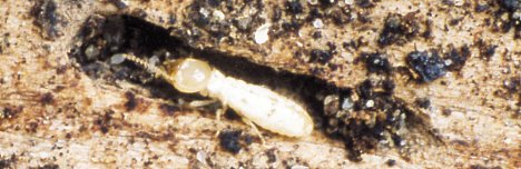 termite.jpg