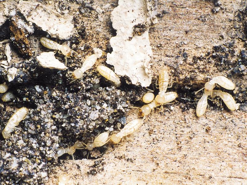 Termites adultes