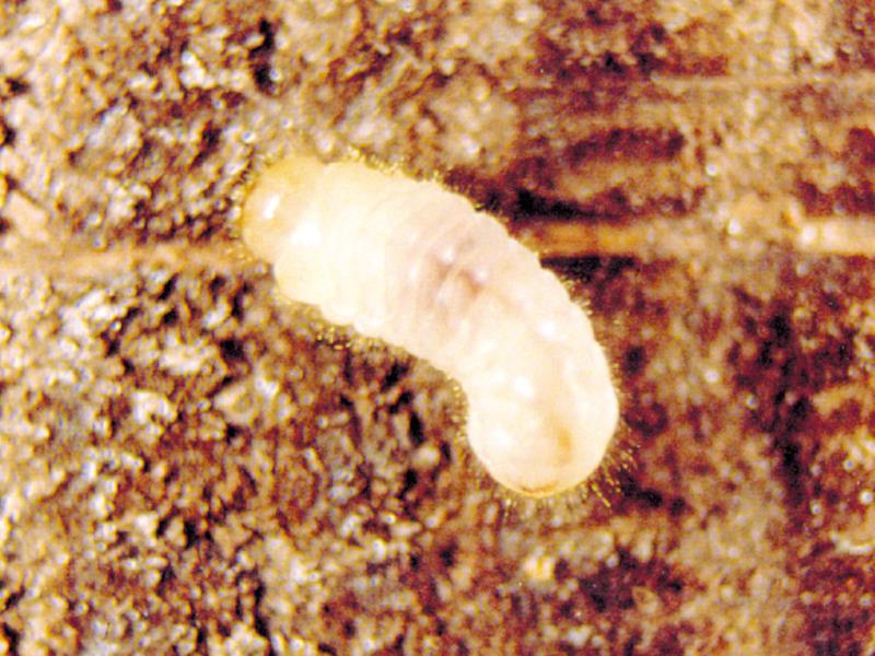 Larve de Lyctus