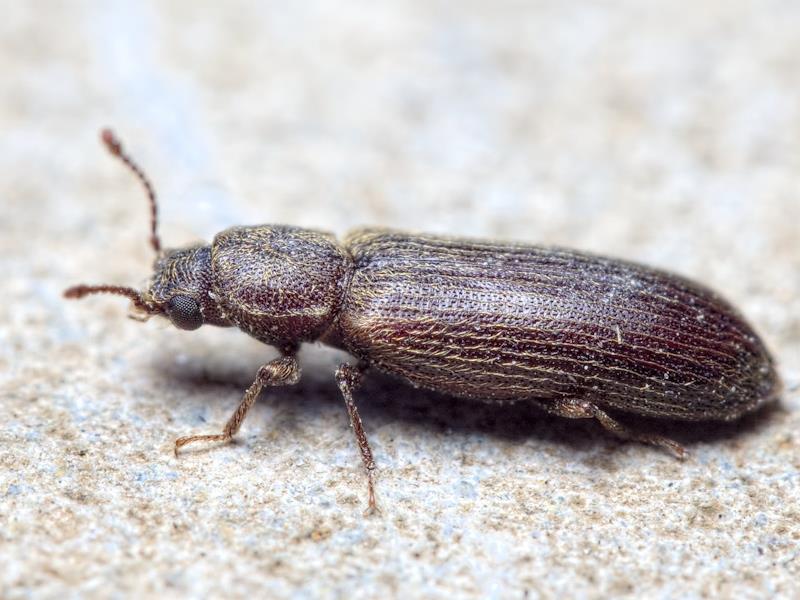 Lyctus adulte
